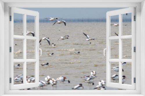 Fototapeta Naklejka Na Ścianę Okno 3D - 飛来する渡り鳥の群れ