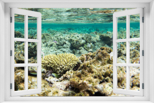 Fototapeta Naklejka Na Ścianę Okno 3D - View of seascape with acropora coral