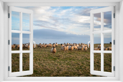 Fototapeta Naklejka Na Ścianę Okno 3D - Flock of Sheep