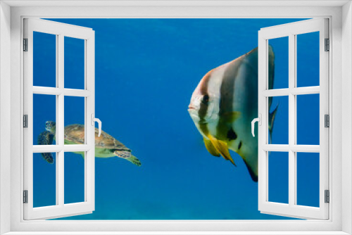 Fototapeta Naklejka Na Ścianę Okno 3D - Batfish and turtle swimming in Mayotte blue lagoon