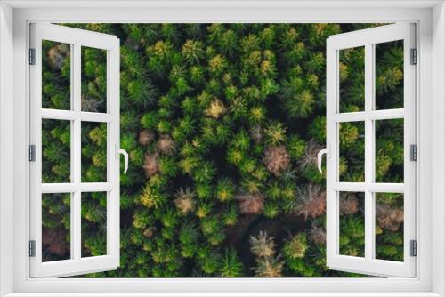 Fototapeta Naklejka Na Ścianę Okno 3D - Сoniferous Trees Top Down Drone Shot - wild forest - green environment - save the planet - green and brown - healthy and sick trees

