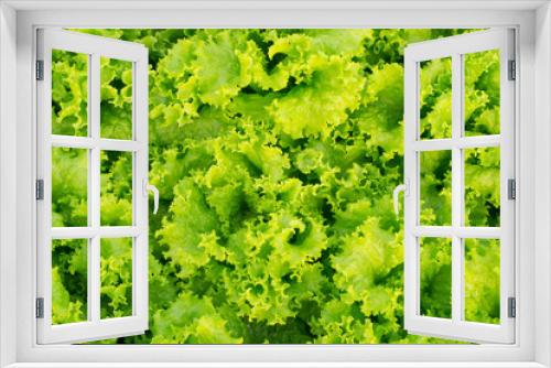 Fototapeta Naklejka Na Ścianę Okno 3D - Fresh green lettuce background