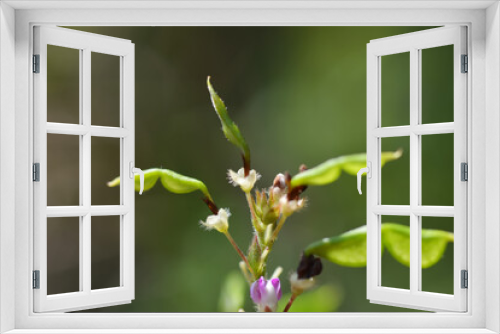 Fototapeta Naklejka Na Ścianę Okno 3D - Close-up Hylodesmum podocarpum. Flowers and pods.