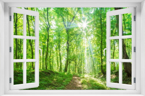 Fototapeta Naklejka Na Ścianę Okno 3D - Footpath through natural bright sunny green forest in summer
