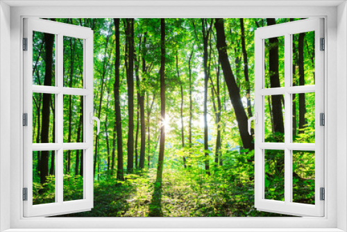 Fototapeta Naklejka Na Ścianę Okno 3D - spring forest trees. nature green wood sunlight backgrounds