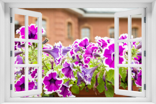 Fototapeta Naklejka Na Ścianę Okno 3D - Colorful beautiful petunia blooms in the yard of the house
