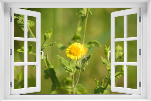 Fototapeta Naklejka Na Ścianę Okno 3D - Common fleabane in bloom closeup view with selective focus in foreground