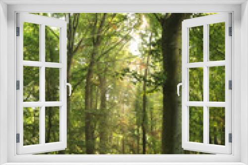 Fototapeta Naklejka Na Ścianę Okno 3D - Frühlingswald