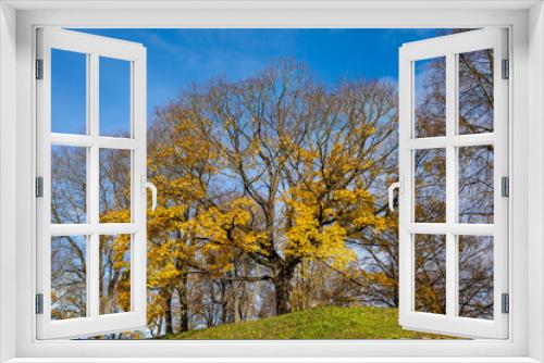 Fototapeta Naklejka Na Ścianę Okno 3D - Yellow maple tree in the autumn