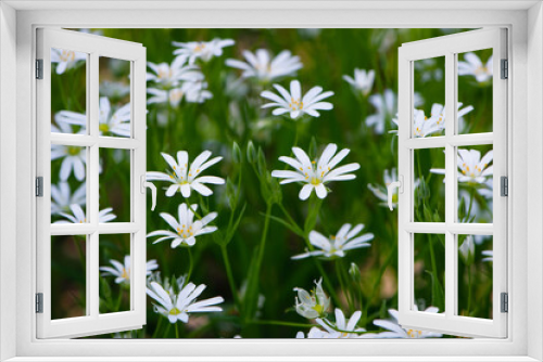 Fototapeta Naklejka Na Ścianę Okno 3D - Stellaria holostea. delicate forest flowers of the chickweed, Stellaria holostea or Echte Sternmiere. floral background. white flowers on a natural green background. close-up