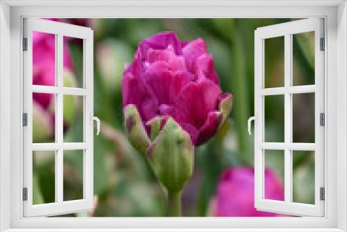 Fototapeta Naklejka Na Ścianę Okno 3D - Beautiful photo of tulip. flower tulip garden spring nature. large buds of tulips. tulips growing in garden.