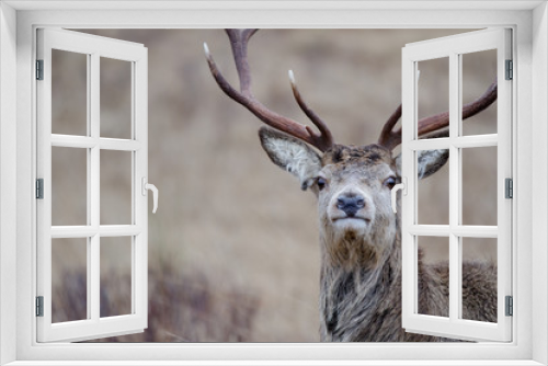 Fototapeta Naklejka Na Ścianę Okno 3D - Reindeer