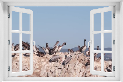 Fototapeta Naklejka Na Ścianę Okno 3D - Flock of brown pelicans on cliff, rocky island and blue sky, Point Lobos natural reserve, Monterey wildlife, California coast, USA. Group of big birds preening. Many pelecanus, wild animals colony.