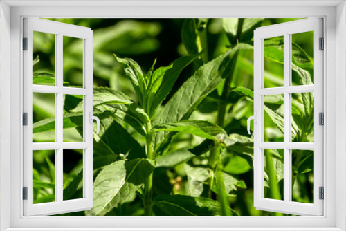 Fototapeta Naklejka Na Ścianę Okno 3D - Mint leaves close up. Growing peppermint bushes, ingredient and spice for food and drinks. Refreshing smell.