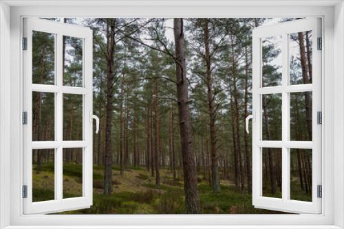 Fototapeta Naklejka Na Ścianę Okno 3D - Lush undergrowth in a pine tree forest 