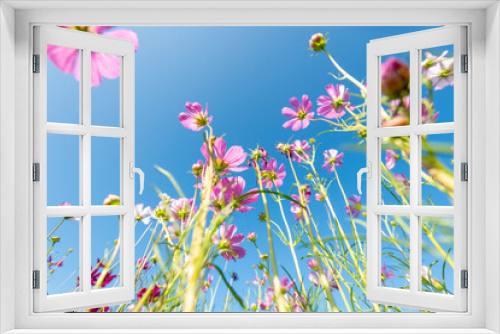 Fototapeta Naklejka Na Ścianę Okno 3D - Royalty high quality free stock image. Close-up Pink Sulfur Cosmos flowers blooming on garden plant in blue sky background