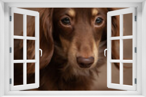 Fototapeta Naklejka Na Ścianę Okno 3D - Long Haired Miniature Daschund