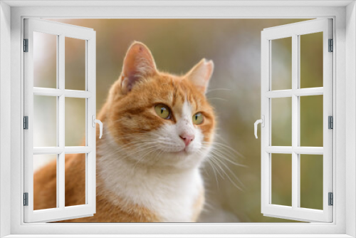 Fototapeta Naklejka Na Ścianę Okno 3D - Stray cat (Brown and white cat)
