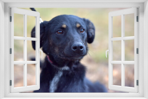 Fototapeta Naklejka Na Ścianę Okno 3D - black dog mongrel in an animal shelter