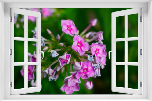 Fototapeta Naklejka Na Ścianę Okno 3D - Pink phlox flower in summer closeup