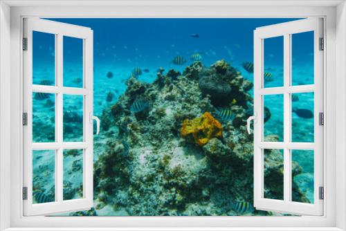 Fototapeta Naklejka Na Ścianę Okno 3D - Underwater view with school fish in ocean.