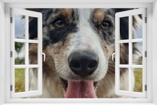 Fototapeta Naklejka Na Ścianę Okno 3D - Perro border collie 