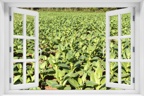 Fototapeta Naklejka Na Ścianę Okno 3D - Tabakplantage auf Kuba