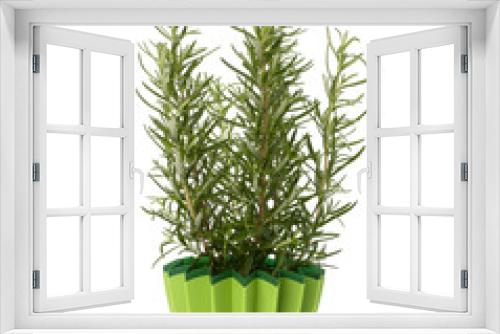 Fototapeta Naklejka Na Ścianę Okno 3D - Sweet rosemary plant