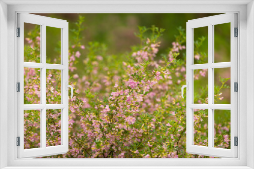 Fototapeta Naklejka Na Ścianę Okno 3D - Blooming garden spring flowers. Blooming camel thorn in spring. Medicinal plant, pink flowers. Delicate floral landscape with blurry background and copy space.