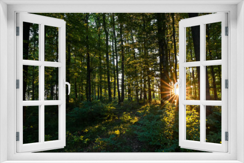 Fototapeta Naklejka Na Ścianę Okno 3D - spring forest with sun rays