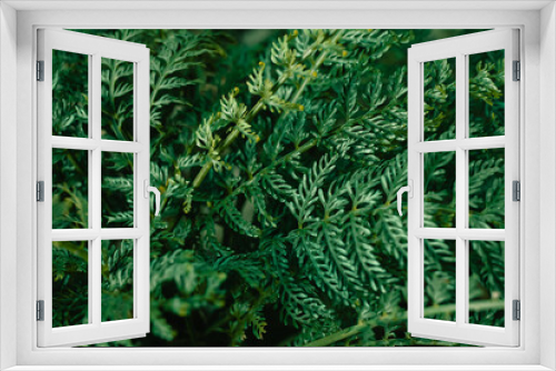 Fototapeta Naklejka Na Ścianę Okno 3D - fern leaf texture nature green background