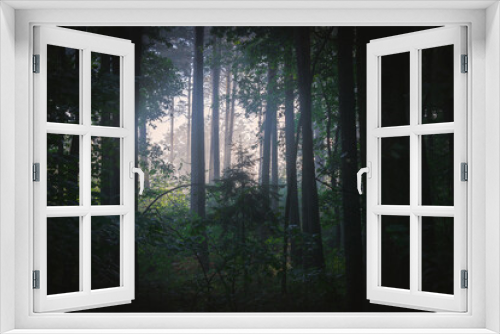 Fototapeta Naklejka Na Ścianę Okno 3D - Mroczny las