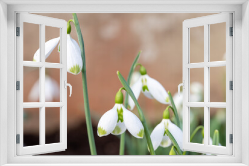 Fototapeta Naklejka Na Ścianę Okno 3D - Galanthus David Baker snowdrops in bloom