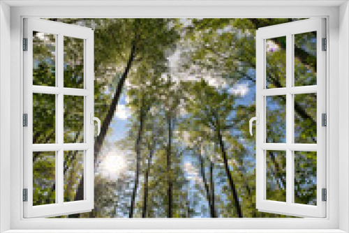 Fototapeta Naklejka Na Ścianę Okno 3D - a great view up into the trees direction sky