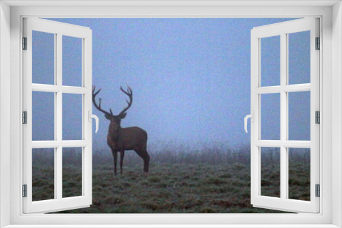 Fototapeta Naklejka Na Ścianę Okno 3D - A large adult male European deer with large antlers in the predawn fog. A unique image of a wild animal.