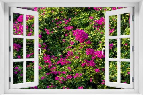 Fototapeta Naklejka Na Ścianę Okno 3D - bush of blooming bindweed mandevilla with pink flowers