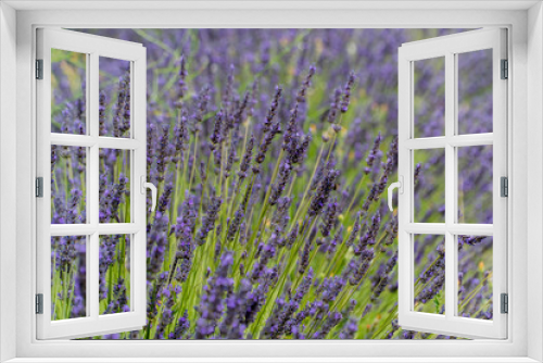 Fototapeta Naklejka Na Ścianę Okno 3D - 
Saint-Rémy-de-Provence, Provence-Alpes-Côte d'Azur - France - July 10 2021: Lavender fields at the Monastery of Saint-Paul de Mausole, Saint-Rémy.