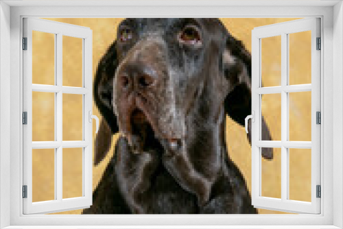 Fototapeta Naklejka Na Ścianę Okno 3D - retrato de perro de raza perdiguero de burgos hembra ,con fondo crema.