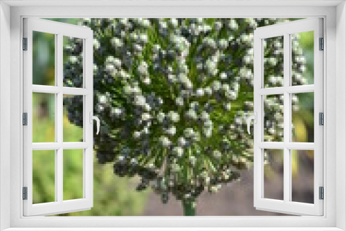 Fototapeta Naklejka Na Ścianę Okno 3D - Roślina, warzywo POR, Allium ampeloprasum, kwiatostan w formie baldachu