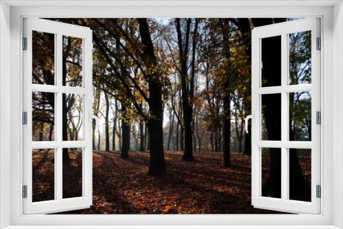Fototapeta Naklejka Na Ścianę Okno 3D - Autumnal Afternoon Sunlight in the Woods. Milano, Italy