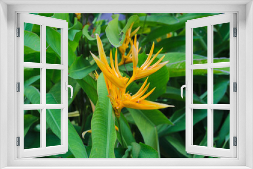 Fototapeta Naklejka Na Ścianę Okno 3D - Close-up view of yellow heliconia flower (Heliconia angusta or Yellow Christmas) with green leaves background. Heliconia or banana flowers are a type of tropical ornamental plant