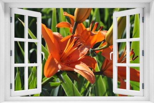 Fototapeta Naklejka Na Ścianę Okno 3D - Garden flowers 