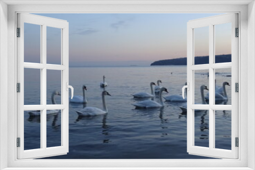 Fototapeta Naklejka Na Ścianę Okno 3D - Beautiful swans and birds in Black sea at Varna - BG