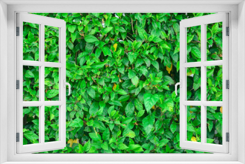 Fototapeta Naklejka Na Ścianę Okno 3D - Green leaves fence background in landscaping park