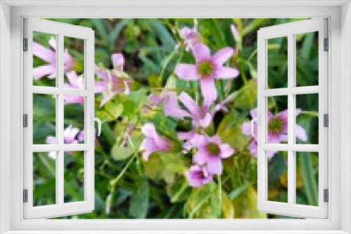 Fototapeta Naklejka Na Ścianę Okno 3D - Small pink and purple flowers on green grass