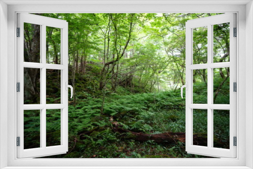 Fototapeta Naklejka Na Ścianę Okno 3D - dense summer forest with old trees and fern