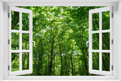 Fototapeta Naklejka Na Ścianę Okno 3D - 新緑のブナ林