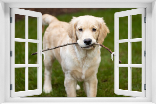 Fototapeta Naklejka Na Ścianę Okno 3D - Cute golden retriever puppy dog playing with a small stick in the back yard on green grass