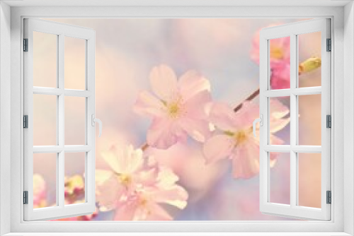 Fototapeta Naklejka Na Ścianę Okno 3D - Beautiful blossom tree. Nature scene with sun on Sunny day. Spring flowers. Abstract blurred background in Springtime.
