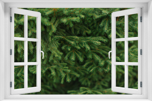 Fototapeta Naklejka Na Ścianę Okno 3D - Natural background. Spruce needles close-up